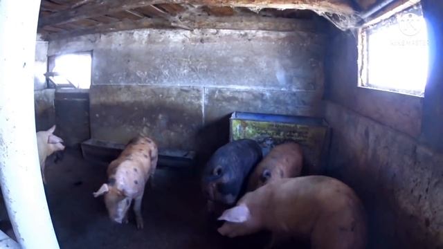 Массовый забой / Думаю стоит ли заниматься свиноводством дальше ? И вообще выгодно ли это. смотреть онлайн