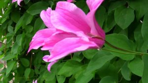 Уникальный проект. Дачные картинки. Клематис Дачес оф Албани.