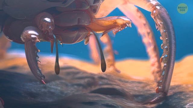 This Tiny Lobster Solved Mystery That Baffled Scientists смотреть онлайн