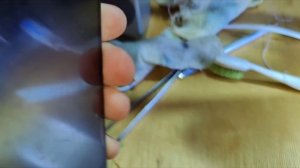 Простой ремонт Телефона Samsung galaxy A31 sm-a315f