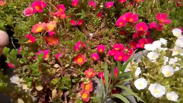 765 - Garmi me flowers ke liye evergreen shrub Maxican Petunia ko jarur lagayen/Grow Mexican Petuni смотреть онлайн