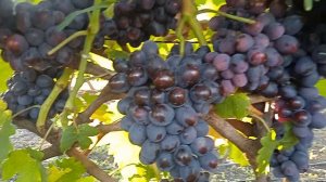 Виноград Подарок Несветая