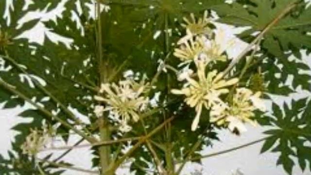 INILAH!! Makanan dan Sayur Pelancar ASI yang Jarang Diketahui смотреть онлайн