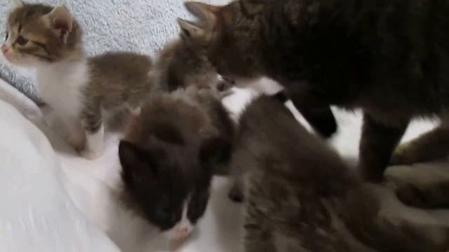 Котятам Крохи месяц :)