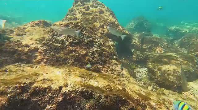 Снорклинг в Фуджейре. Хор-Факкан. Экскурсия в ОАЭ. смотреть онлайн