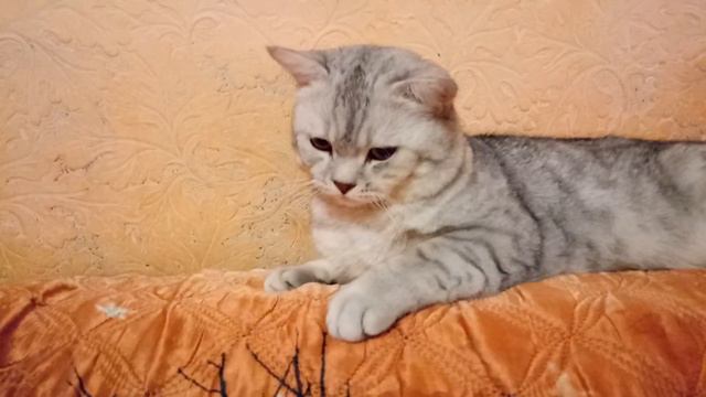 Жеш и Фанечка смотреть онлайн