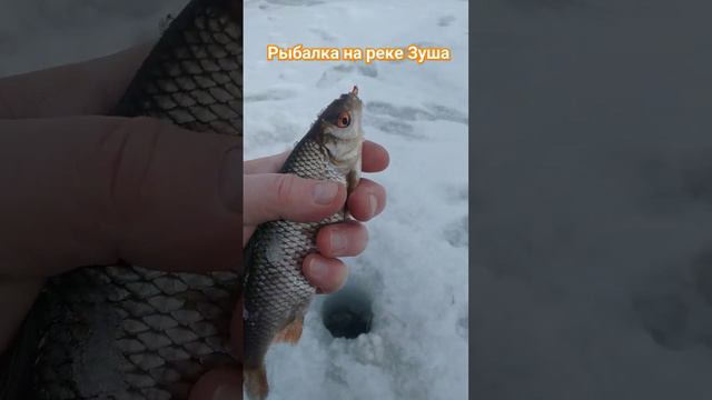 РЫБАЛКА на МОРМЫШКУ 🐟 РЕКА ЗУША 🐟🎣🐟🌊🐟🌅📽️🌲🌲🌲❄️☃️🌀 смотреть онлайн