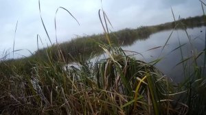 Охота На Утку! Начался Перелет Утки!