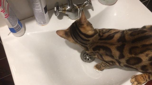 Как научить кошек пить воду с под крана смотреть онлайн