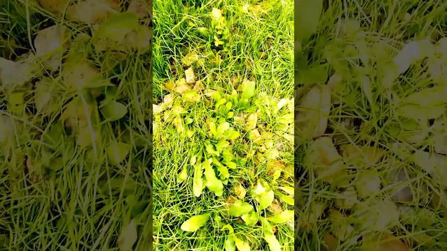 Смотрим, удивляемся.. Ходим по дачному участку.🌿🫣🌞#дача#газон#хюгге#природа#классныевидео#дом#сад смотреть онлайн
