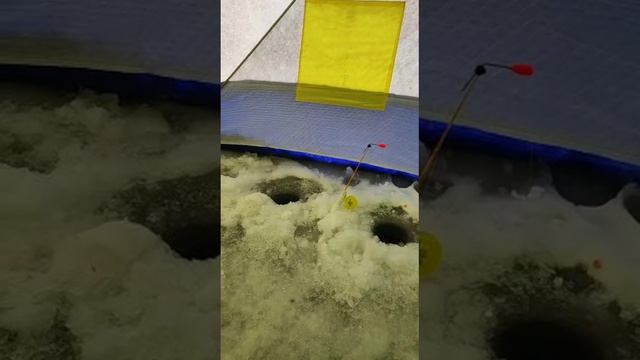 Первая корюшка сезона#финскийзалив#кронштадт#корюшка#зимняярыбалка