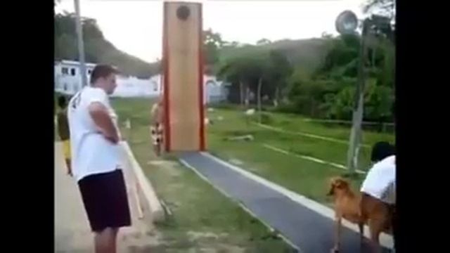 Пидбул сабака смотреть онлайн