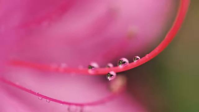 SnapBridge | Comparta Con Facilidad Imágenes De Calidad Nikon