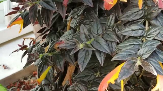 COLUMNEA 'TITIAN MINK' PLANT смотреть онлайн