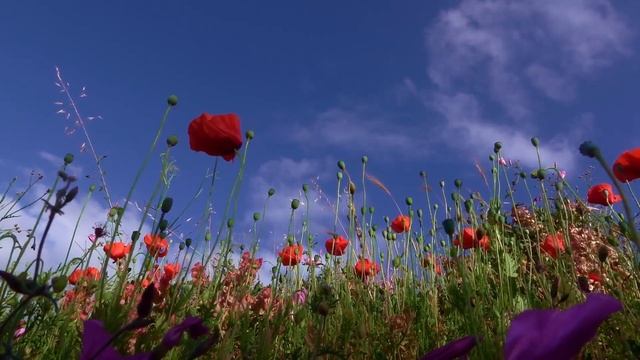 Я не собираюсь возиться с тобой и твоими болячками — сказал сын отцу и ВЫСТАВИЛ ЗА ДВЕРЬ НО ПОТОМ.. смотреть онлайн