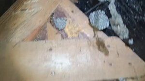 где зимуют осы