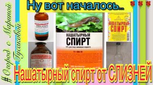 Картофель из семян. Борьба со СЛИЗНЯМИ. Архив 2017 года