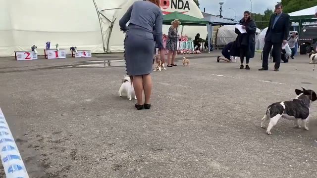 Выставка 18 июня. Рыбинск. BIG-9 выставки "Кубок Акеллы". Запись прямой трансляции смотреть онлайн