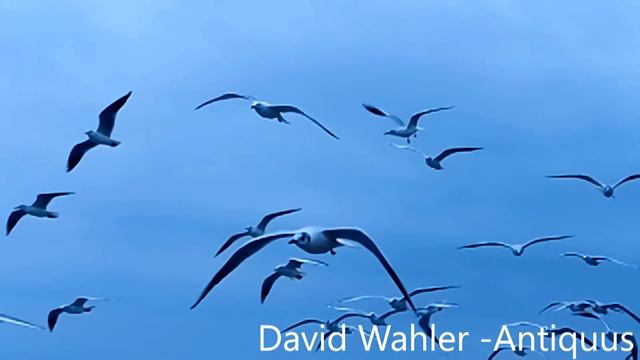 David Wahler - Antiquus смотреть онлайн