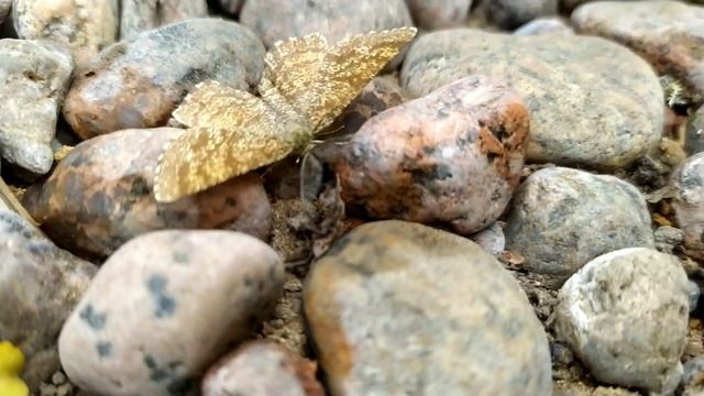 Влог с дачи #4 Куропатки, Еж, мотыль смотреть онлайн