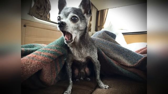 ?СОБАКА ПОЛЮБИТ ЭТИ ЗВУКИ ПРИКОЛ НАД СОБАКОЙ YOUR DOG LOVES THESE SOUNDS смотреть онлайн