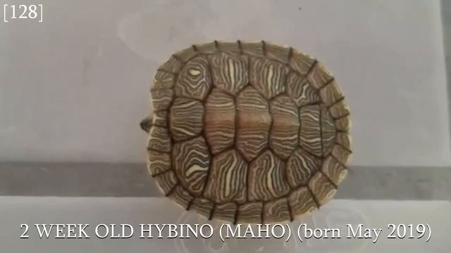 [209] Growth and Size Progression of My Big Rare Morph Red Eared Sliders смотреть онлайн
