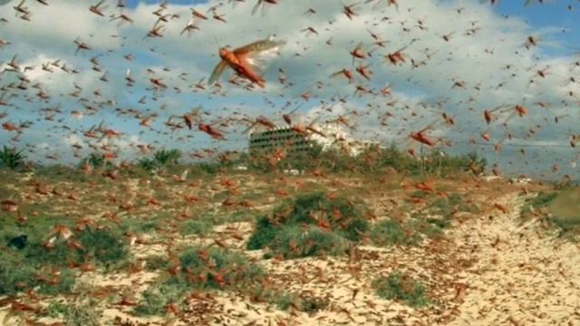 Plague of Locusts Swarm Las Vegas! смотреть онлайн
