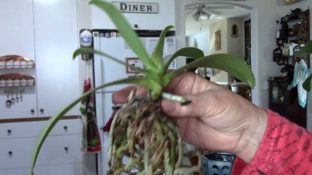 Phalaenopsis Memoria Val Rettig arrival and repotting, last video update смотреть онлайн