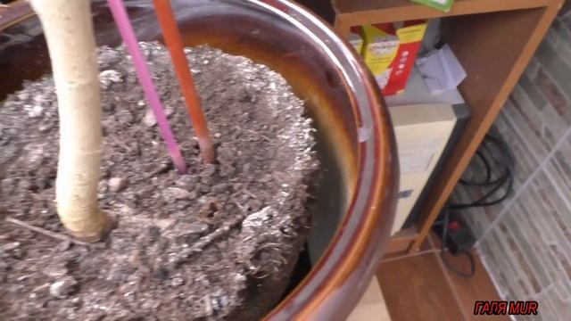 Как пересадить гибискус смотреть онлайн