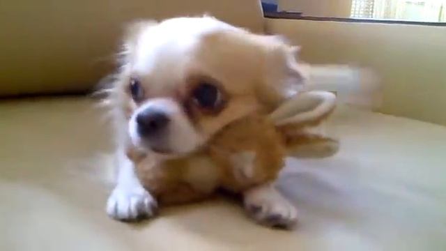 Прикольная собачка!!! смотреть онлайн