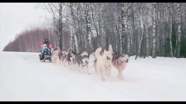 Хаски. Все о породе Хаски? смотреть онлайн