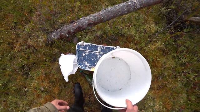 Лесное болото.Сбор клюквы на севере.Жареное сало с хлебом на костре. Развёл костёр огнивом.