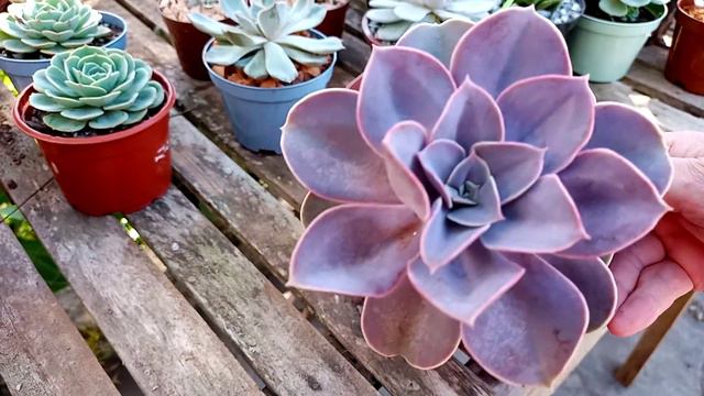 Stress hídrico nas suculentas #echeveria #carunculata #perle смотреть онлайн
