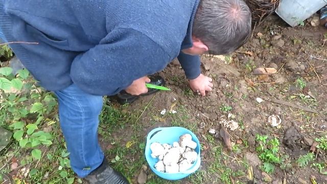 Как отличить настоящие шампиньоны от ложных смотреть онлайн