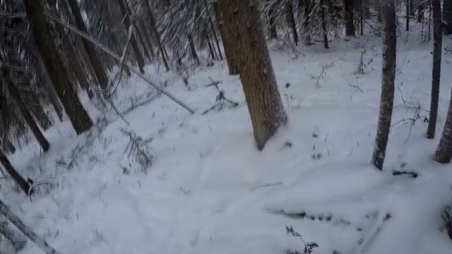 Регион 88 | Настораживаю путики. Жука начинает работать по глухарю смотреть онлайн