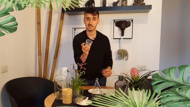 Cum trebuie să ingrijesti plantele de aer (Tillandsia) смотреть онлайн