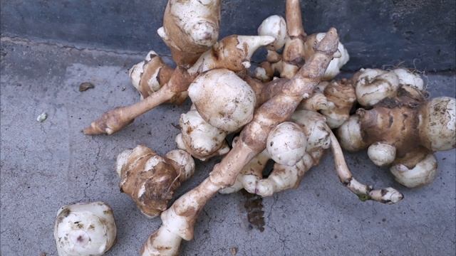 Вкусные рецепты с грибами