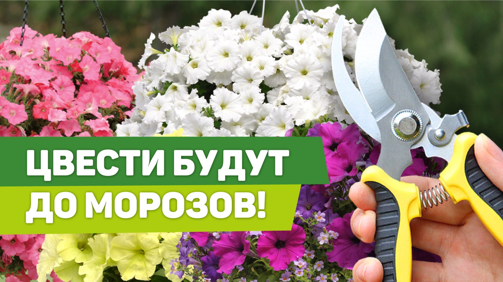 ЛЕТНИЙ УХОД ЗА ПЕТУНИЯМИ. Три операции, чтобы продлить цветение смотреть онлайн