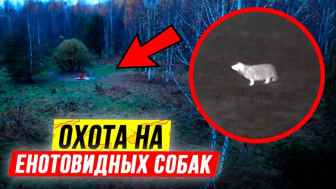 Охота на енотовидных собак | Ночная охота с вышки смотреть онлайн