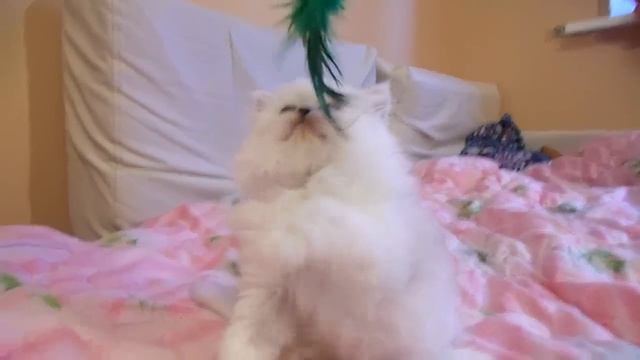 Мини-девочка серебристая шиншилла смотреть онлайн