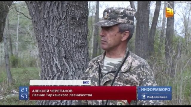 Окрестности Усть-Каменогорска заполонили белки-летяги смотреть онлайн