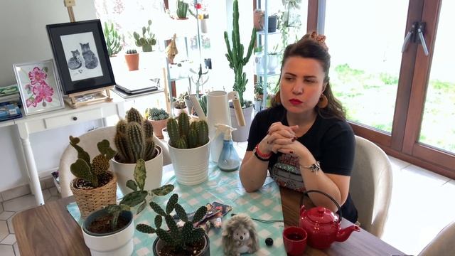 Pilosocereus Pachycladus Cactus Bakımı. Çakra nedir? смотреть онлайн