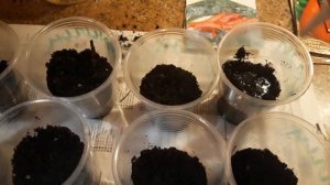 РАССАДА БЕЗ ПИКИРОВКИ / БАКЛАЖАНЫ ПЕРЦЫ посев на рассаду / Проверенный способ