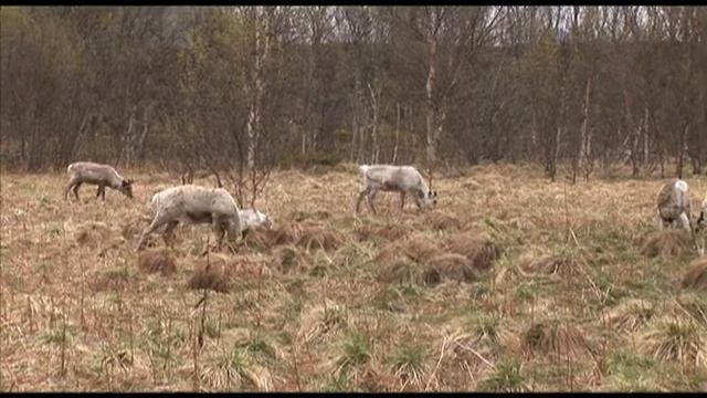 Клуб покорителей пространства - 406 - Родина викингов - Лофотенские острова.. смотреть онлайн