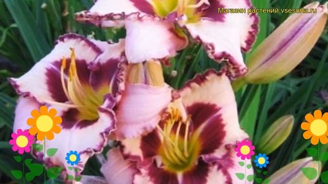 Лилейник гибридный Пепл Флэйм. Краткий обзор, описание hemerocallis hybrida Purple Flame смотреть онлайн