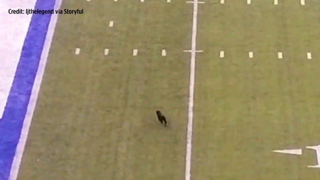 RAW VIDEO: Black cat scores touchdown during Giants-Cowboys game смотреть онлайн