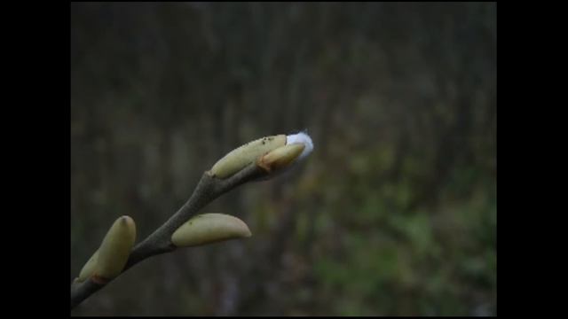 стихи про любовь смотреть онлайн