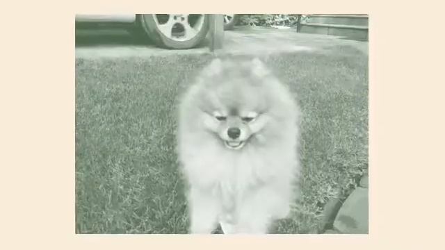 Мои любимые животные!:) смотреть онлайн