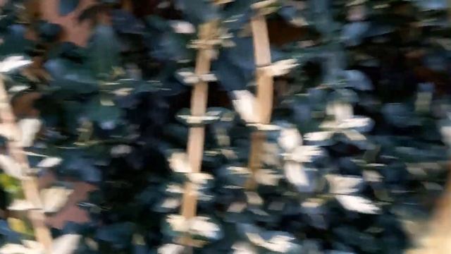 ?Вечерняя прогулка по саду с розами Мария Генриетта, Леонардо да Винчи, Динки, Принц Монако... смотреть онлайн