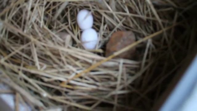 Приучаем курицу молодку нестись в гнездо. смотреть онлайн